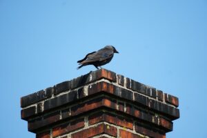 What to Do When There’s an Animal in Your Chimney champion chimneys